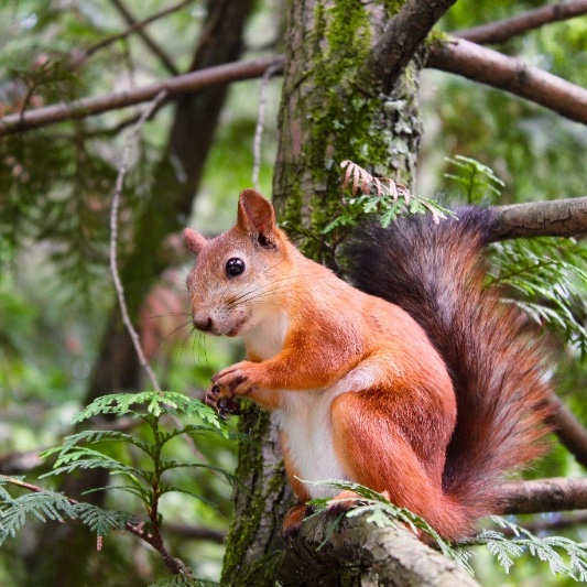 Squirrel on a Branch
